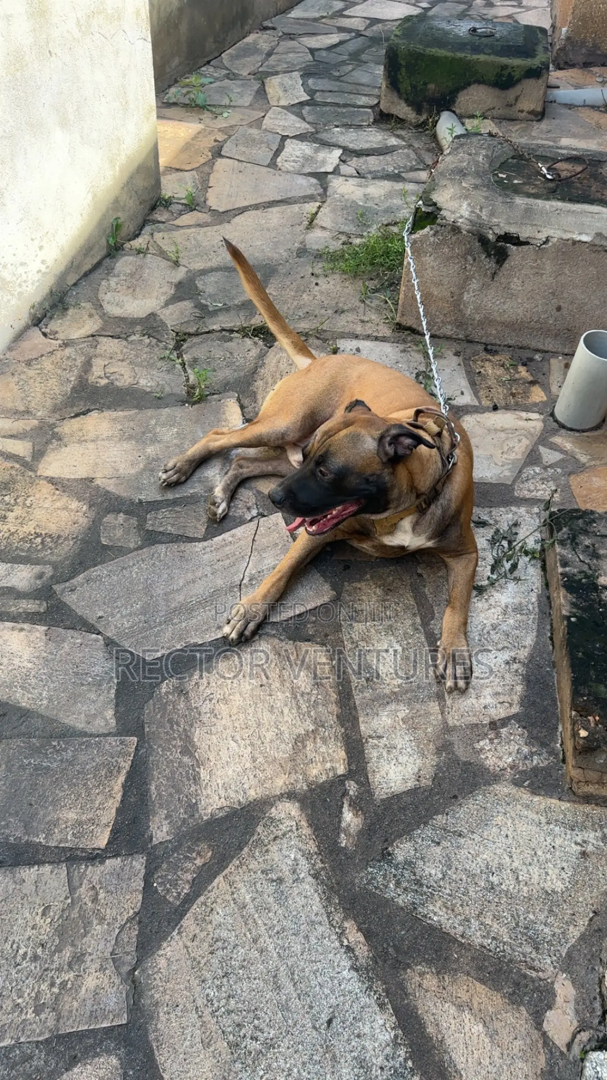 1+ year Male Purebred Boerboel