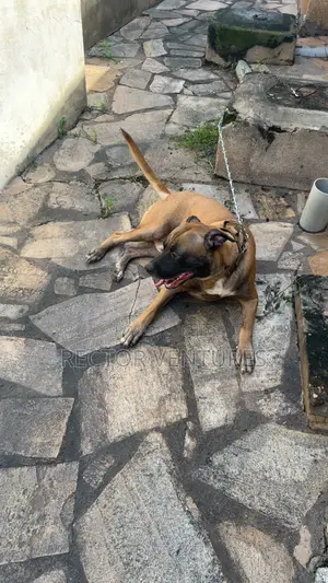1+ year Male Purebred Boerboel