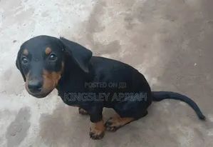 1-3 months Female Purebred Doberman Pinscher
