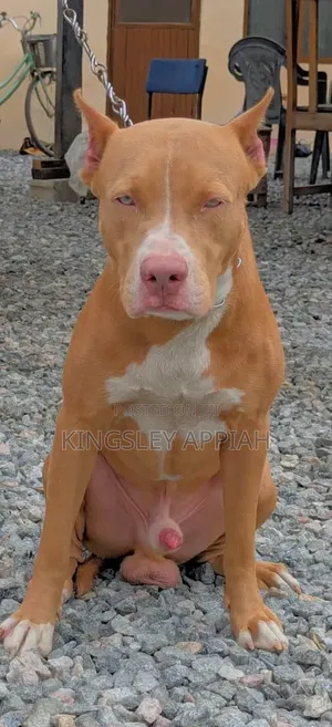 1+ year Male Purebred American Pit Bull Terrier