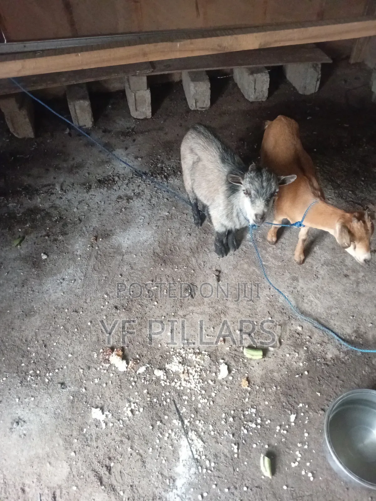 Goats for Sale