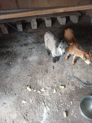 Goats for Sale