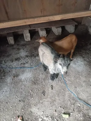 Goats for Sale