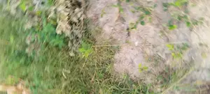 Cheap Plot of Land Forsale at Apemanim Kokobeng