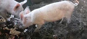 Pigs