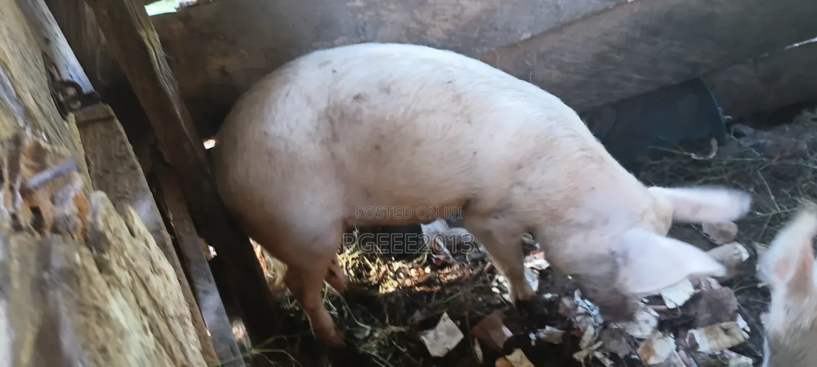 Pigs