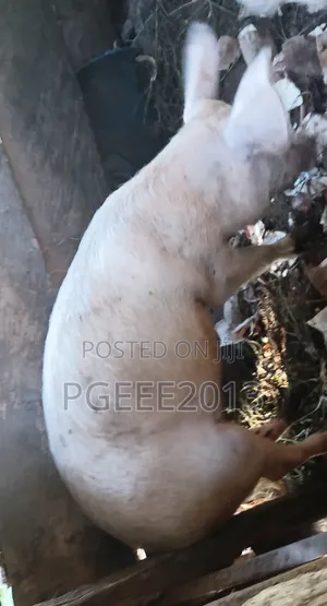 Pigs
