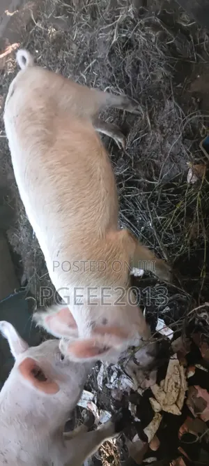 Pigs