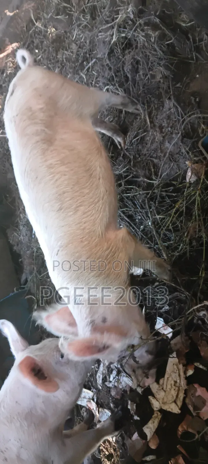 Pigs