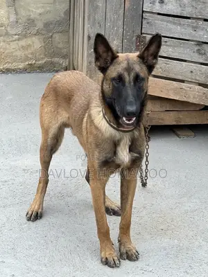 1+ year Male Purebred Belgian Malinois