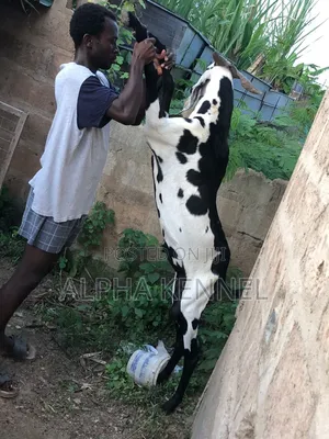 Male Chad Breed Goat Available