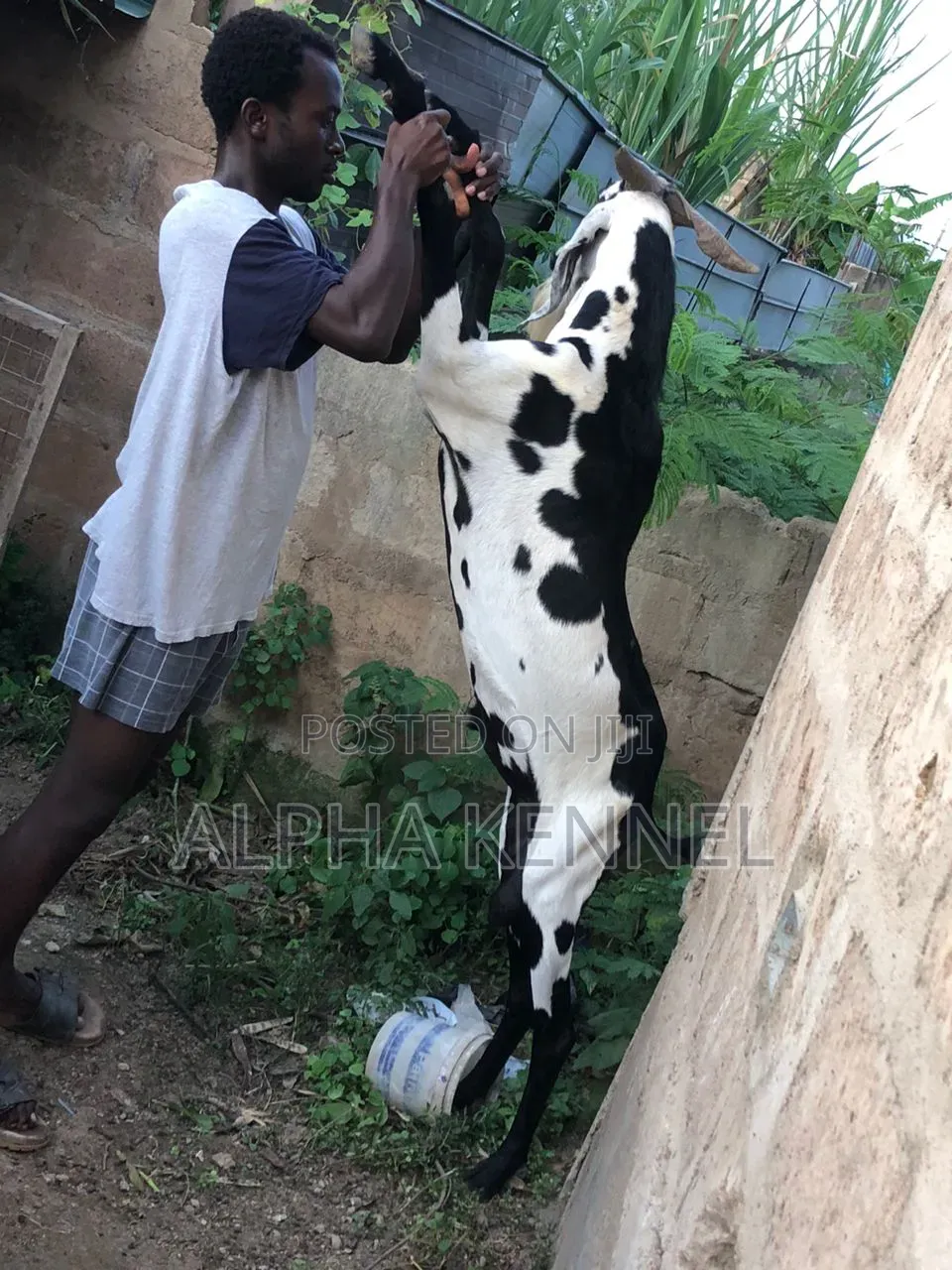 Male Chad Breed Goat Available