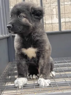 1-3 months Male Purebred Caucasian Shepherd