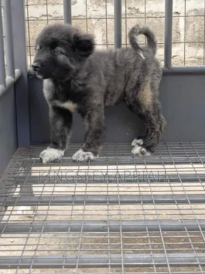 1-3 months Male Purebred Caucasian Shepherd