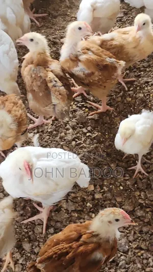 Poultry Pproducts