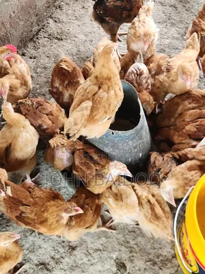 Poultry Pproducts