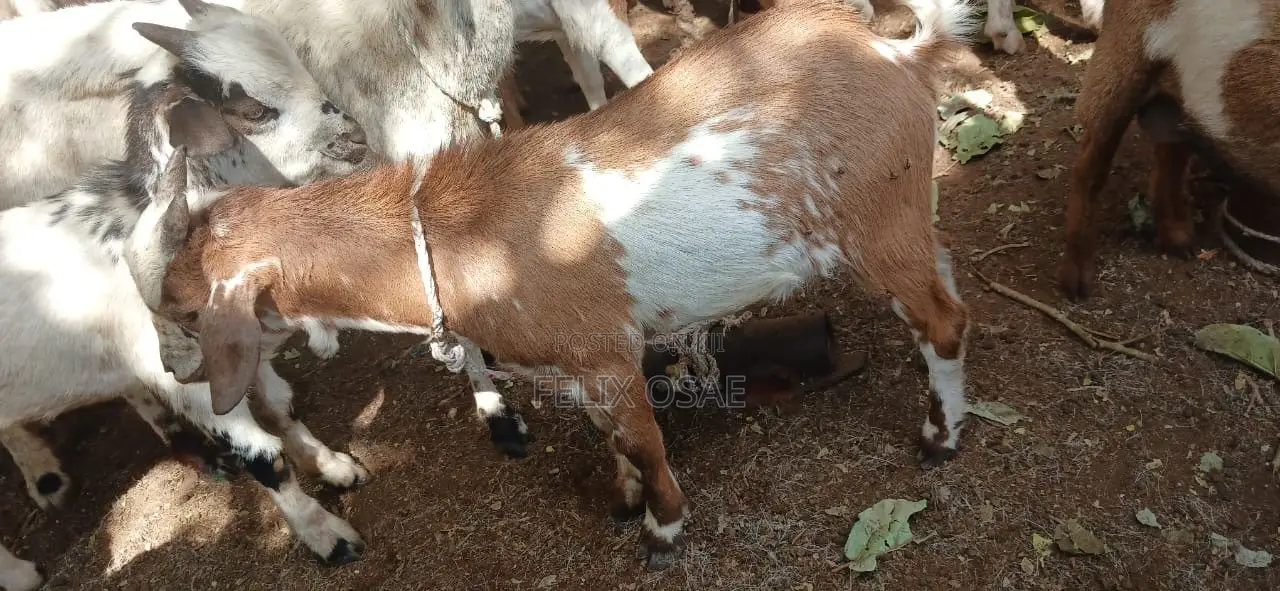 Goats for Sale