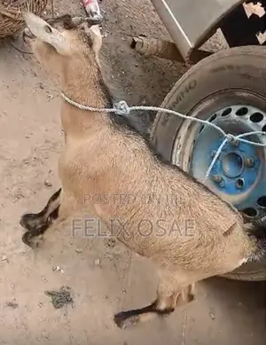 Goats for Sale