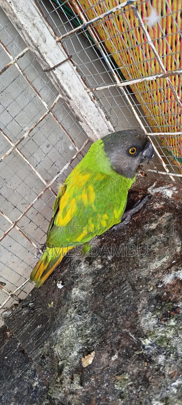 Senegalese Parrots Available