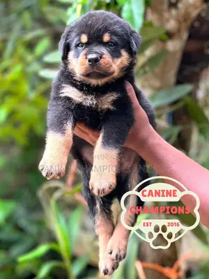 1-3 months Female Purebred Rottweiler