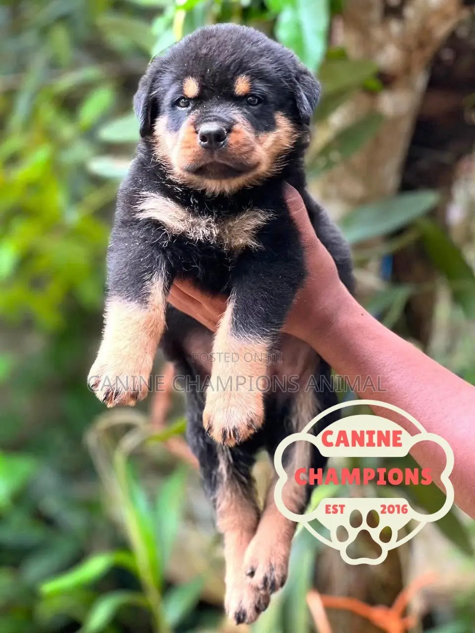 1-3 months Female Purebred Rottweiler