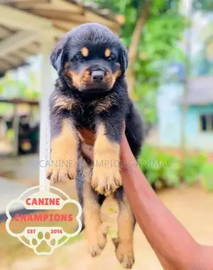 1-3 months Female Purebred Rottweiler
