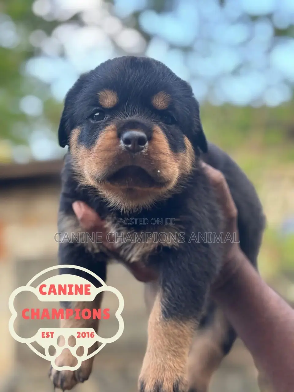 1-3 months Female Purebred Rottweiler