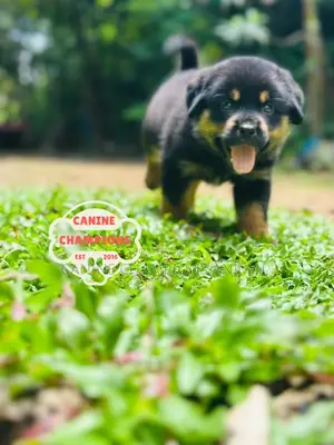 1-3 months Female Purebred Rottweiler