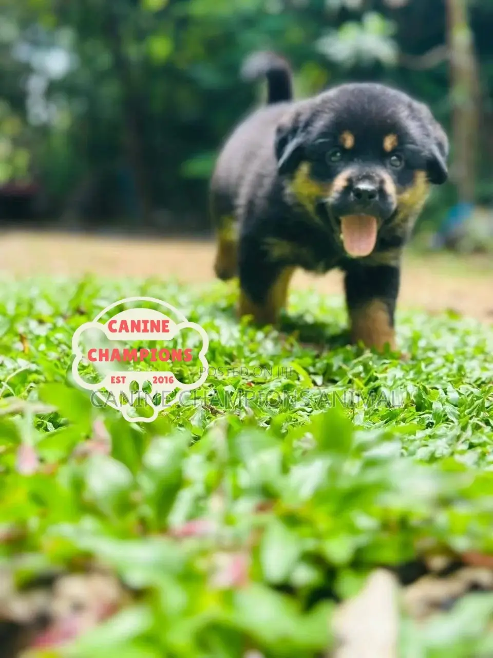 1-3 months Female Purebred Rottweiler