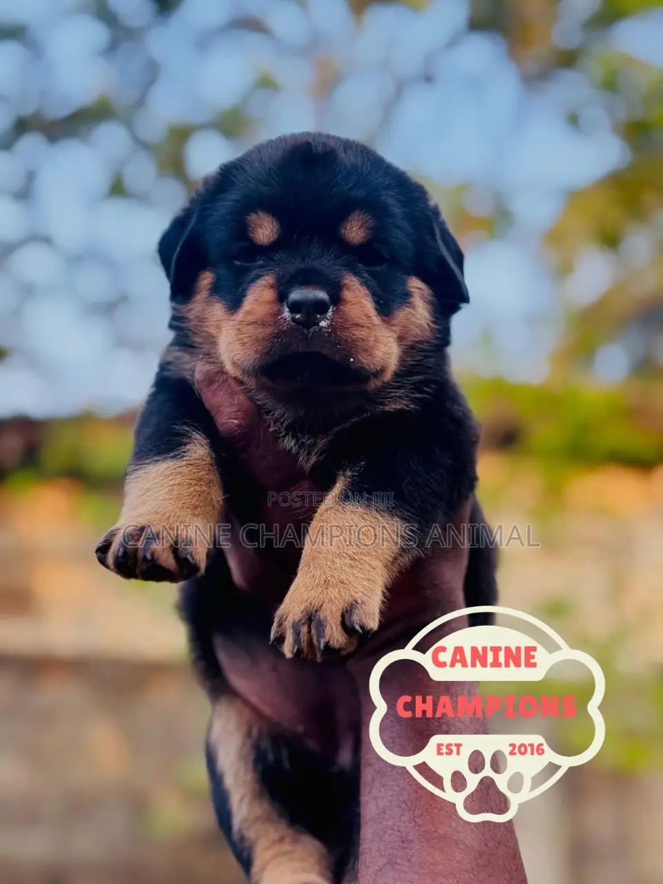 1-3 months Female Purebred Rottweiler