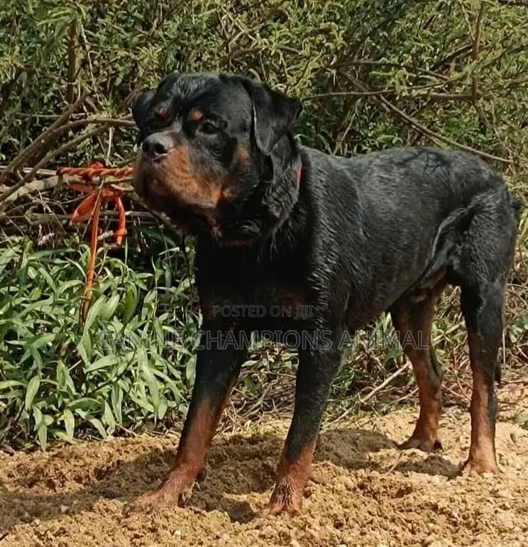 1-3 months Female Purebred Rottweiler