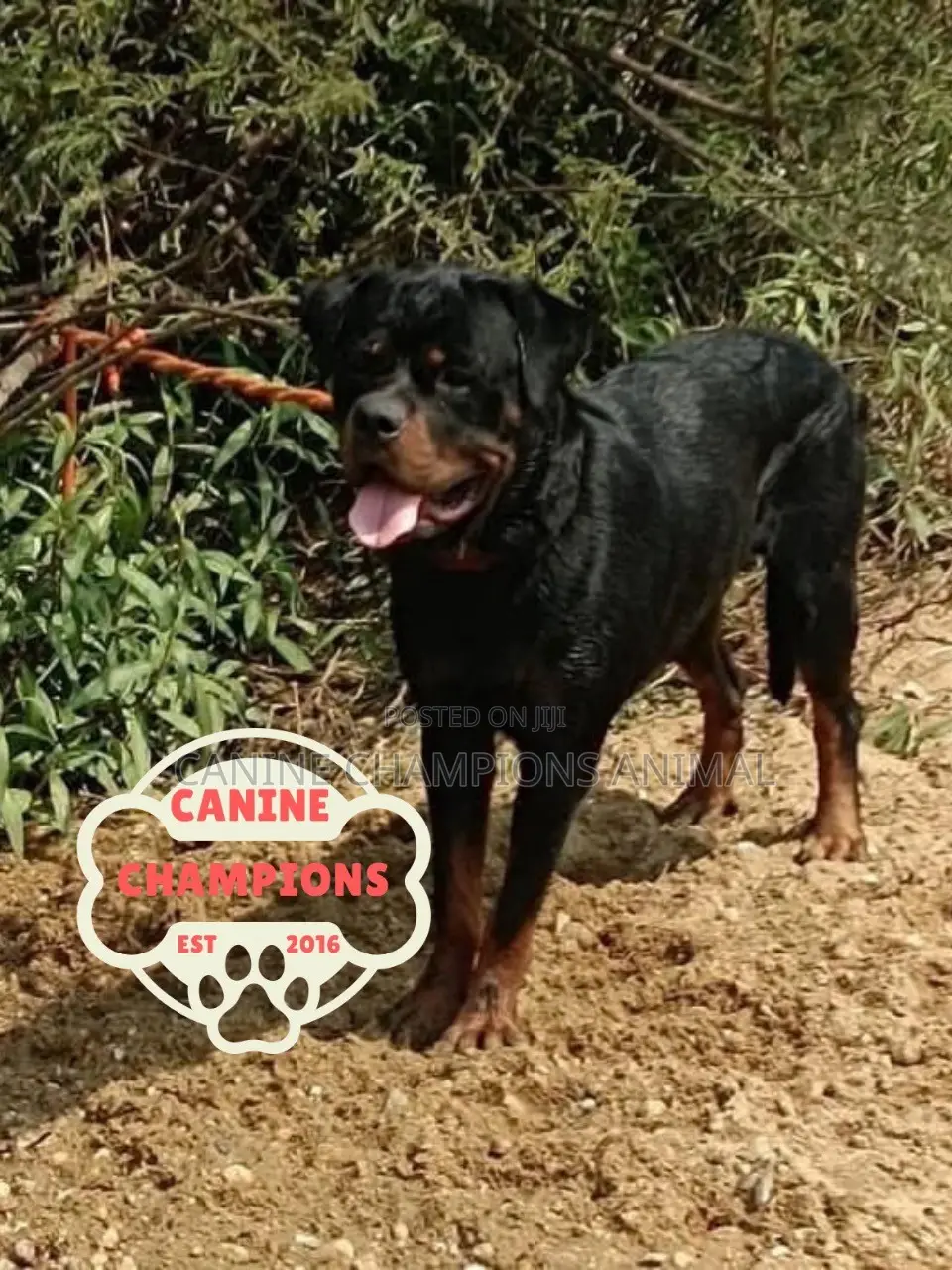 1-3 months Female Purebred Rottweiler