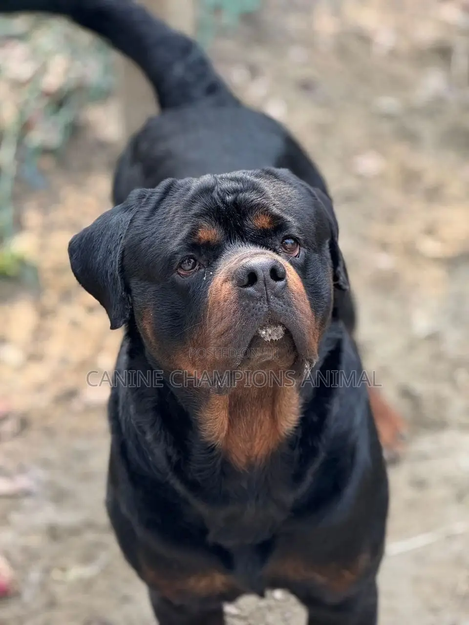 1-3 months Female Purebred Rottweiler