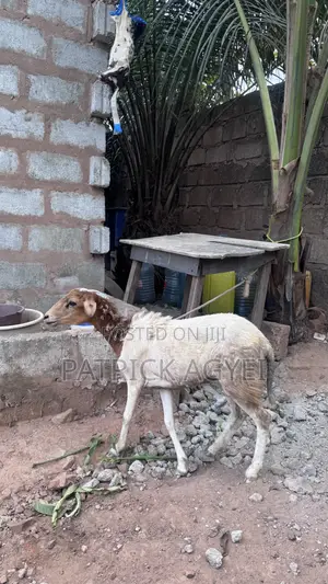 Big Female Sheep