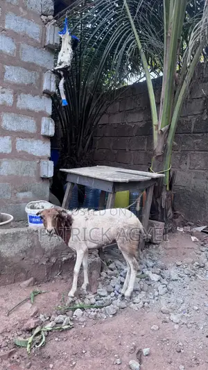 Big Female Sheep