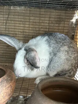 Rabbit for Breeding or Meat