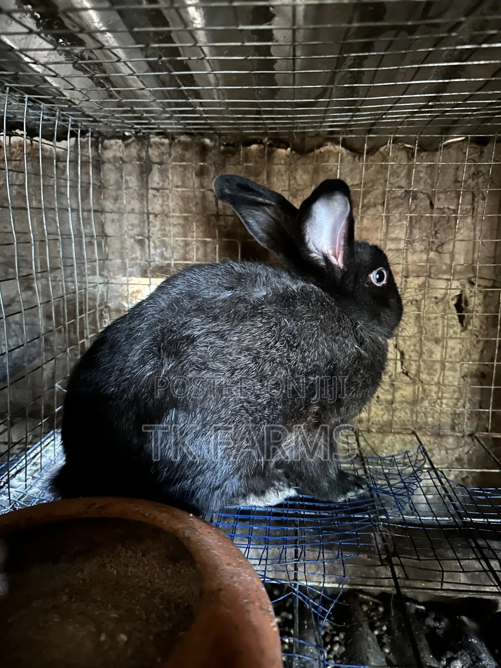 Rabbit for Breeding or Meat