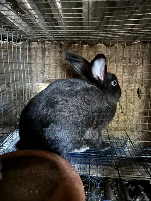 Rabbit for Breeding or Meat