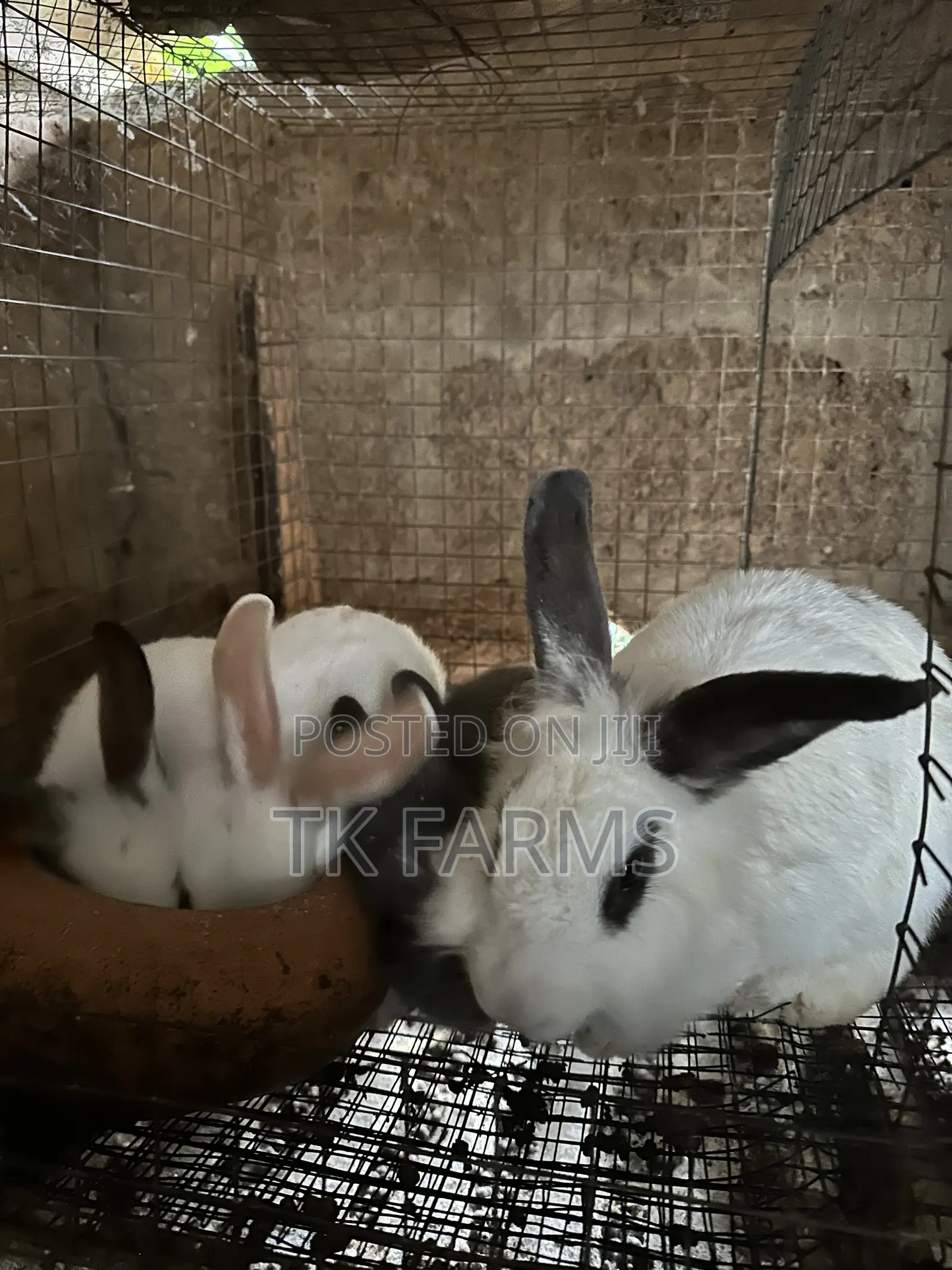 Rabbit for Breeding or Meat