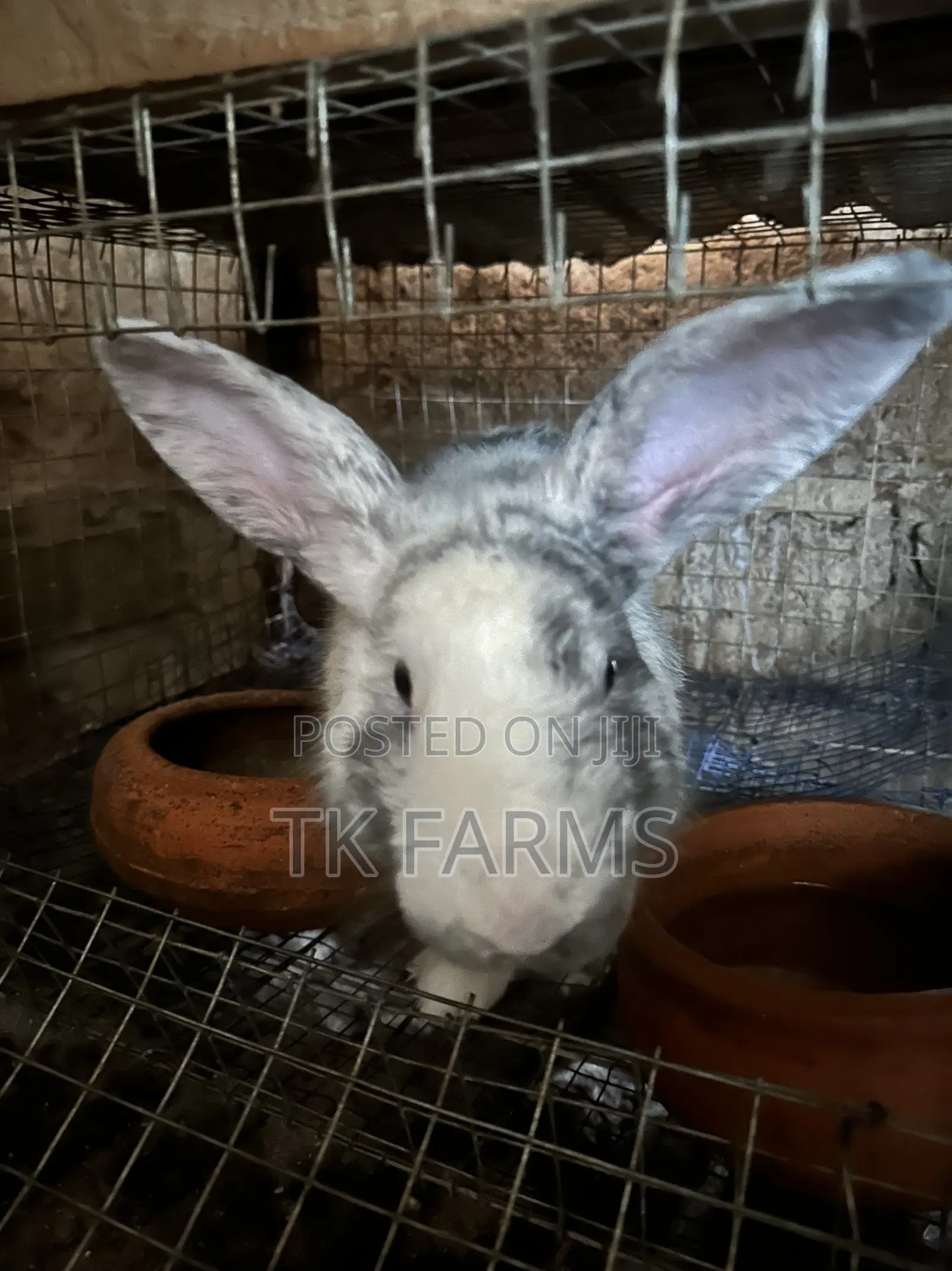 Rabbit for Breeding or Meat