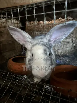 Rabbit for Breeding or Meat
