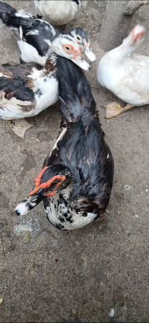 Breeding Stock Ducks for Sale 3 Matured 2 Growers