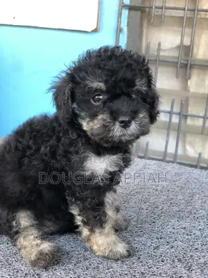 1-3 months Female Purebred Maltipoo