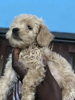 1-3 months Male Purebred Maltipoo