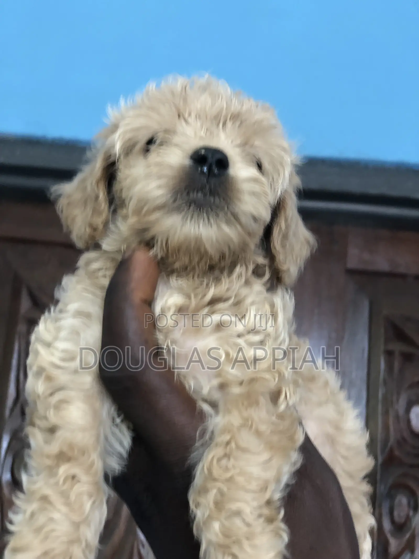 1-3 months Male Purebred Maltipoo