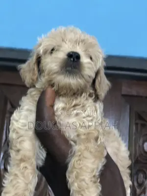 1-3 months Male Purebred Maltipoo