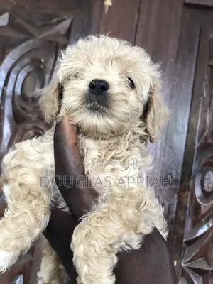 1-3 months Male Purebred Maltipoo