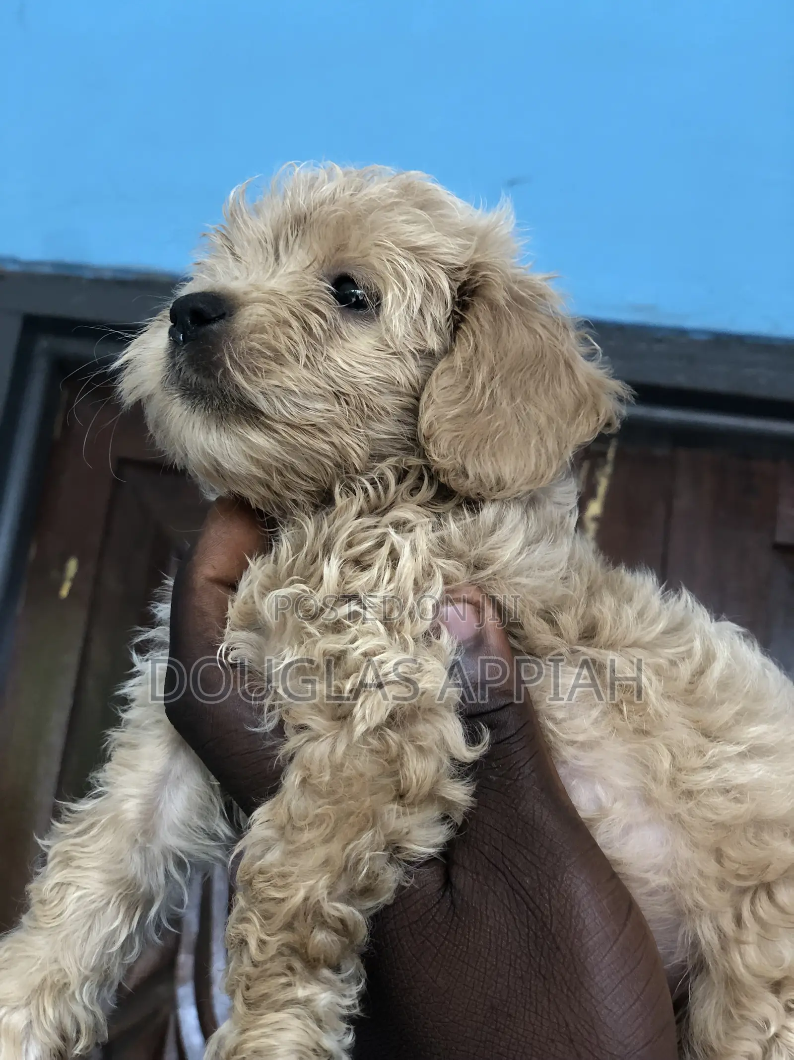 1-3 months Male Purebred Maltipoo