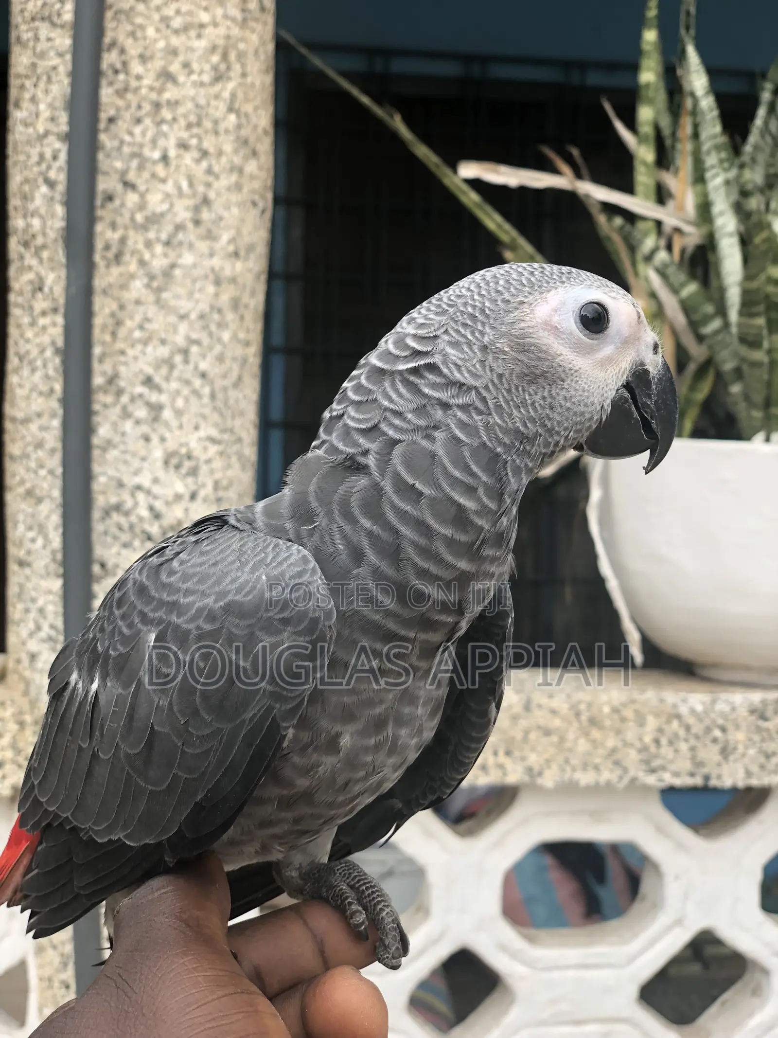 Ash and Red Parrot