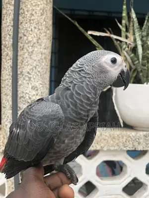 Ash and Red Parrot
